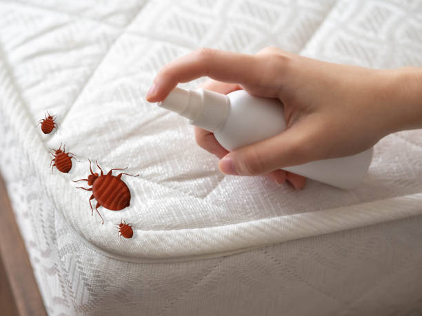 Best Ant Control Services  in Washoe Valley, NV