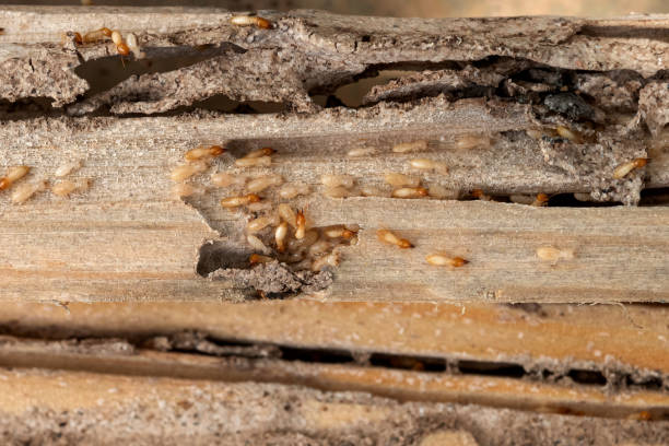 Insect Control in Washoe Valley, NV